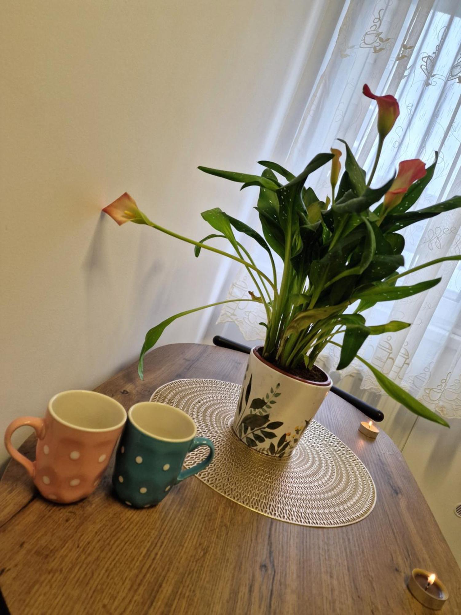 Studio&Garden! Rosu Экстерьер фото