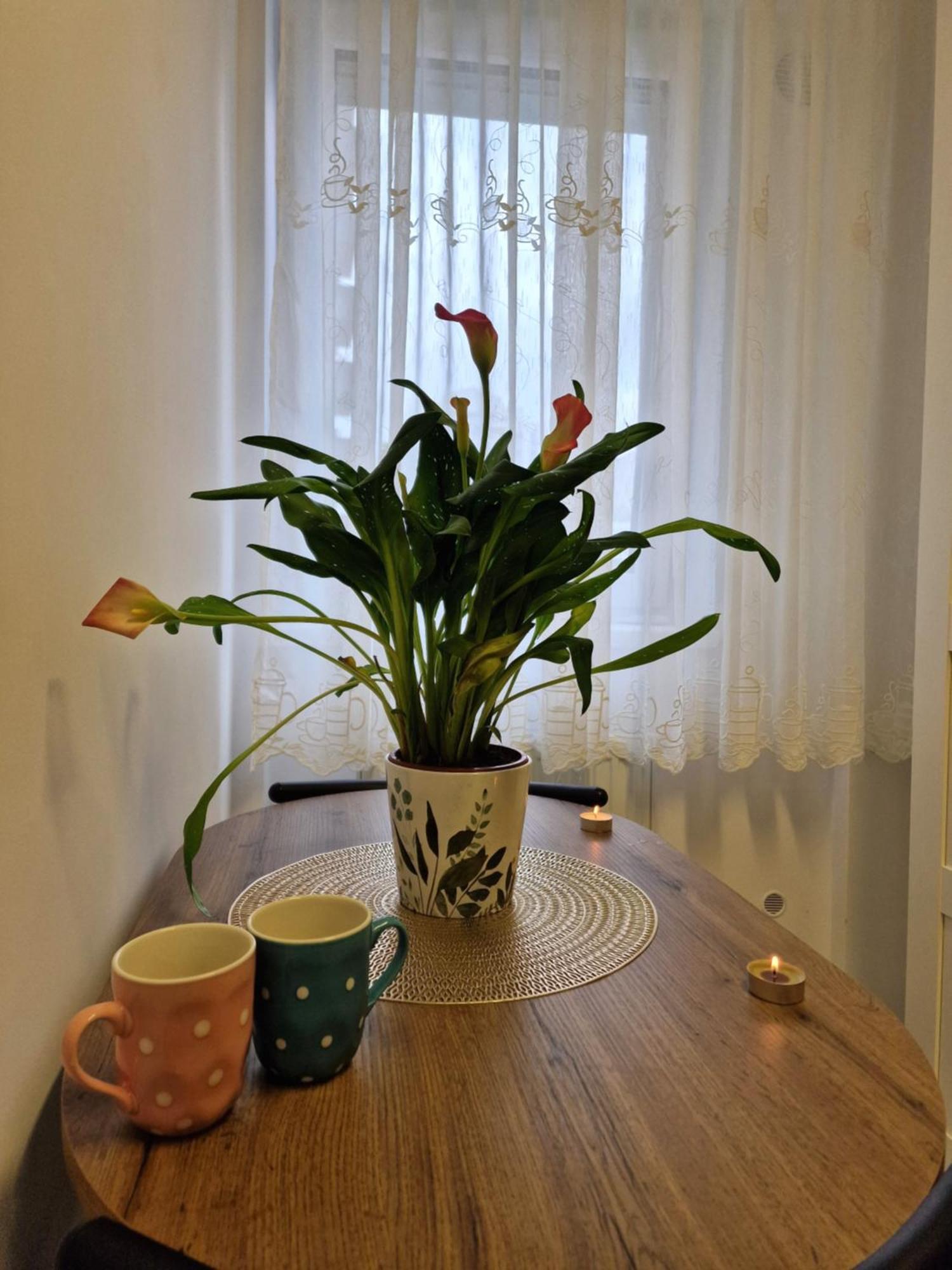 Studio&Garden! Rosu Экстерьер фото